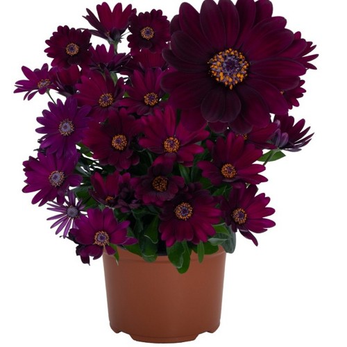 Osteospermum 'Margarita Dark Purple' - Kuldkakar 'Margarita Dark Purple' P9/0,55L